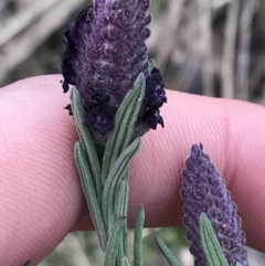 Lavandula stoechas at Garran, ACT - 27 Aug 2021 02:55 PM