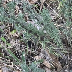 Lavandula stoechas at Garran, ACT - 27 Aug 2021 02:55 PM