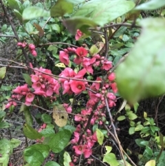 Chaenomeles speciosa (Flowering Quince) at Garran, ACT - 27 Aug 2021 by Tapirlord