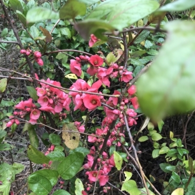 Chaenomeles speciosa (Flowering Quince) at Garran, ACT - 27 Aug 2021 by Tapirlord