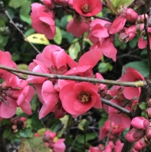 Chaenomeles speciosa at Garran, ACT - 27 Aug 2021