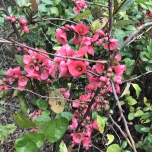 Chaenomeles speciosa at Garran, ACT - 27 Aug 2021