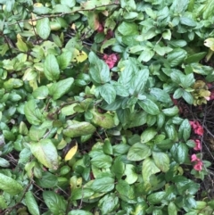 Lonicera japonica (Japanese Honeysuckle) at Garran, ACT - 27 Aug 2021 by Tapirlord