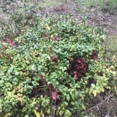 Lonicera japonica at Garran, ACT - 27 Aug 2021