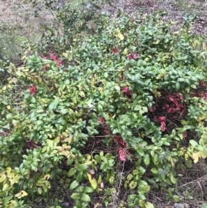 Lonicera japonica at Garran, ACT - 27 Aug 2021