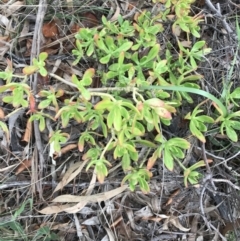 Sedum praealtum (Green Cockscomb) at Garran, ACT - 27 Aug 2021 by Tapirlord
