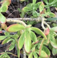 Sedum praealtum at Garran, ACT - 27 Aug 2021