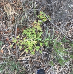 Sedum praealtum at Garran, ACT - 27 Aug 2021