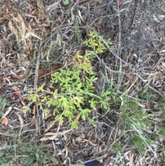 Sedum praealtum at Garran, ACT - 27 Aug 2021