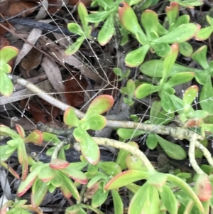 Sedum praealtum at Garran, ACT - 27 Aug 2021 02:53 PM