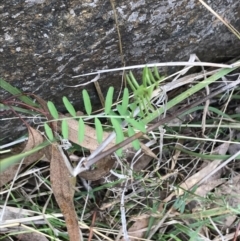 Vicia sp. (A Vetch) at Garran, ACT - 27 Aug 2021 by Tapirlord