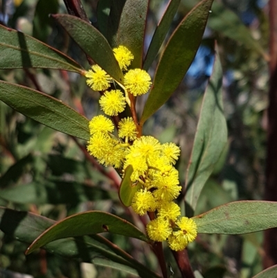 Acacia rubida (Red-stemmed Wattle, Red-leaved Wattle) at Woodstock Nature Reserve - 1 Sep 2021 by tpreston