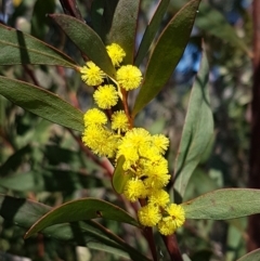 Acacia rubida (Red-leaved Wattle) at Holt, ACT - 1 Sep 2021 by tpreston