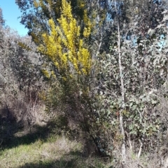 Acacia rubida at Holt, ACT - 1 Sep 2021