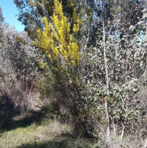 Acacia rubida at Holt, ACT - 1 Sep 2021