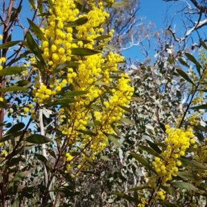 Acacia rubida at Holt, ACT - 1 Sep 2021