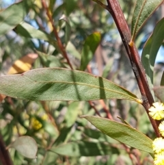 Acacia rubida at Holt, ACT - 1 Sep 2021