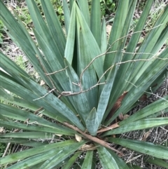 Yucca sp. at Garran, ACT - 27 Aug 2021 by Tapirlord