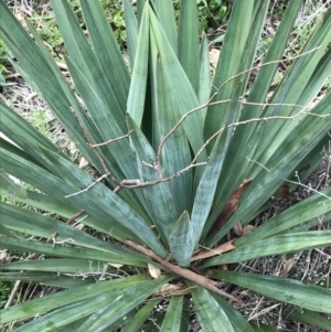 Yucca sp. at Garran, ACT - 27 Aug 2021 02:51 PM