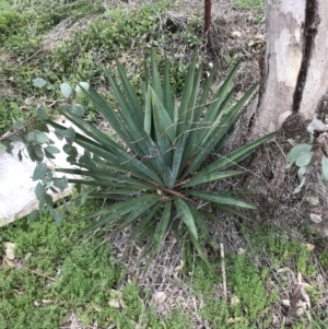 Yucca sp. at Garran, ACT - 27 Aug 2021 02:51 PM