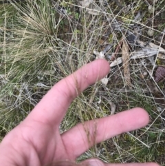 Austrostipa scabra (Corkscrew Grass, Slender Speargrass) at Garran, ACT - 27 Aug 2021 by Tapirlord