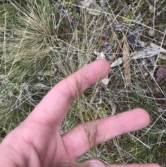 Austrostipa scabra (Corkscrew Grass, Slender Speargrass) at Red Hill Nature Reserve - 27 Aug 2021 by Tapirlord