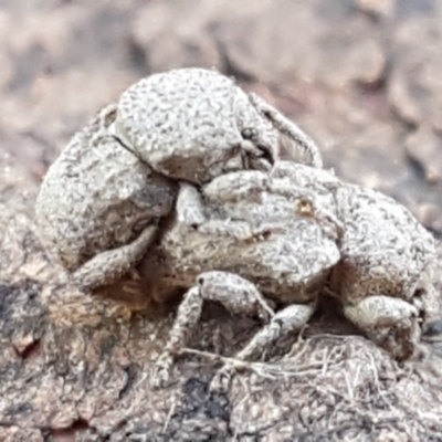 Mandalotus sp. (genus) (Unidentified Mandalotus weevil) at Woodstock Nature Reserve - 1 Sep 2021 by trevorpreston