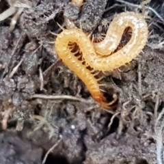 Geophilomorpha sp. (order) (Earth or soil centipede) at Holt, ACT - 1 Sep 2021 by tpreston