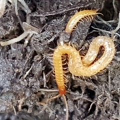 Geophilomorpha sp. (order) at Holt, ACT - 1 Sep 2021