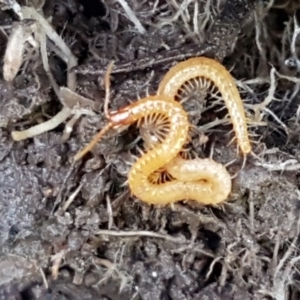 Geophilomorpha sp. (order) at Holt, ACT - 1 Sep 2021