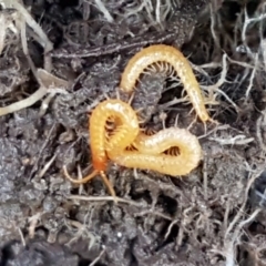 Geophilomorpha sp. (order) at Holt, ACT - 1 Sep 2021