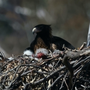 Aquila audax at Ainslie, ACT - 26 Aug 2021