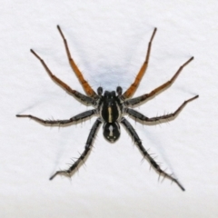 Nyssus coloripes at Macarthur, ACT - 1 Sep 2021 11:50 AM