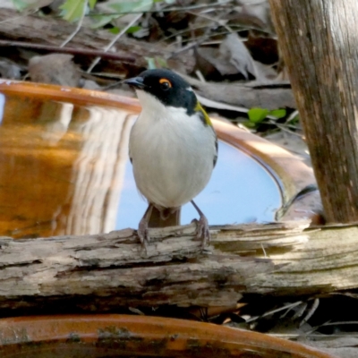 Melithreptus lunatus (White-naped Honeyeater) at Googong, NSW - 1 Sep 2021 by Wandiyali