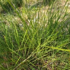 Lomandra filiformis (Wattle Mat-rush) at Isaacs Ridge and Nearby - 1 Sep 2021 by Mike