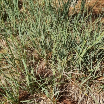 Lomandra (genus) (A Matrush) at Isaacs, ACT - 1 Sep 2021 by Mike