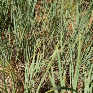 Lomandra sp. at Isaacs, ACT - 1 Sep 2021