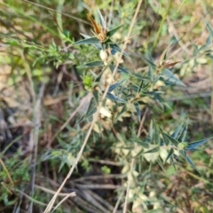 Melichrus urceolatus (Urn Heath) at Isaacs Ridge and Nearby - 1 Sep 2021 by Mike