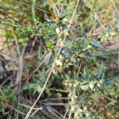 Melichrus urceolatus (Urn Heath) at Isaacs, ACT - 1 Sep 2021 by Mike