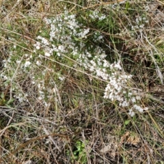 Cryptandra amara (Bitter Cryptandra) at Isaacs, ACT - 1 Sep 2021 by Mike