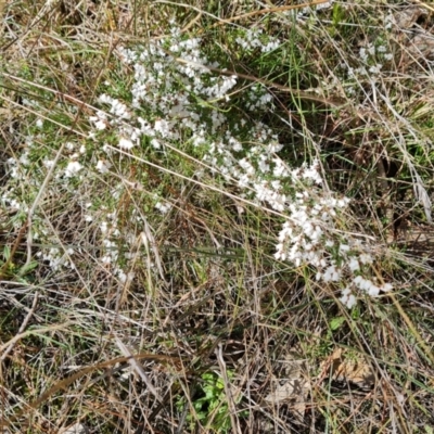 Cryptandra amara (Bitter Cryptandra) at Isaacs Ridge - 1 Sep 2021 by Mike