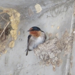 Hirundo neoxena (Welcome Swallow) at Holt, ACT - 31 Aug 2021 by Christine