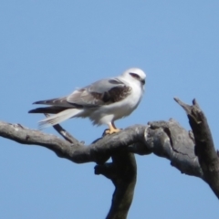 Elanus axillaris (Black-shouldered Kite) at Holt, ACT - 31 Aug 2021 by Christine