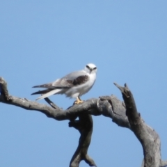 Elanus axillaris at Holt, ACT - 31 Aug 2021