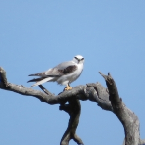 Elanus axillaris at Holt, ACT - 31 Aug 2021 11:04 AM