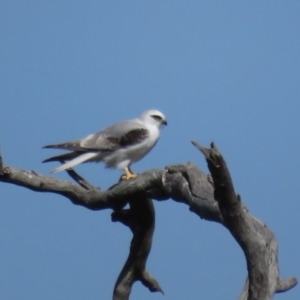 Elanus axillaris at Holt, ACT - 31 Aug 2021 11:04 AM