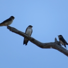 Petrochelidon nigricans (Tree Martin) at Holt, ACT - 31 Aug 2021 by Christine