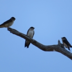 Petrochelidon nigricans (Tree Martin) at Kama - 31 Aug 2021 by Christine