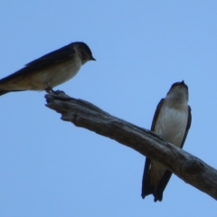 Petrochelidon nigricans at Holt, ACT - 31 Aug 2021