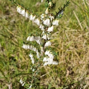 Styphelia fletcheri subsp. brevisepala at Isaacs, ACT - 1 Sep 2021